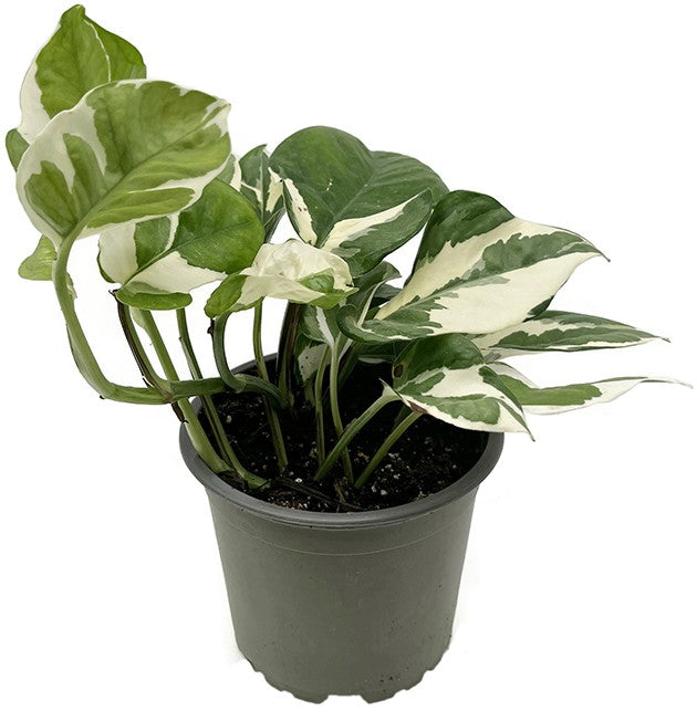 Epipremnum pinnatum "glacer" - panaschierte Efeutute