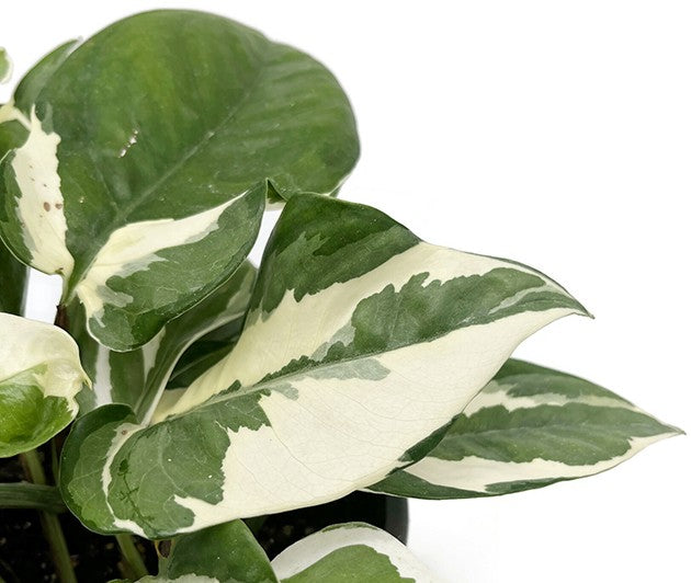 Epipremnum pinnatum "glacer" - panaschierte Efeutute