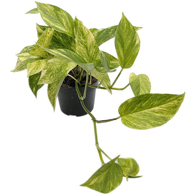 Epipremnum pinnatum "Hicolor" - leuchtende Efeutute