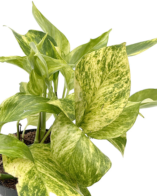 Epipremnum pinnatum "Hicolor" - leuchtende Efeutute