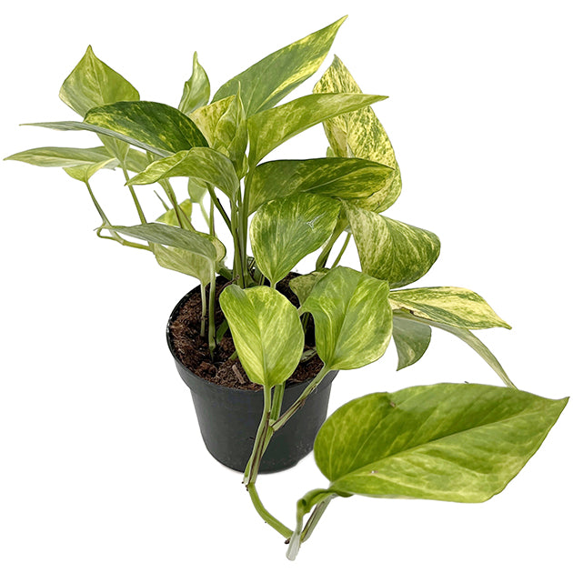 Epipremnum pinnatum "Hicolor" - leuchtende Efeutute