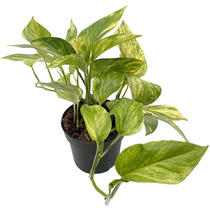 Epipremnum pinnatum "Hicolor" - leuchtende Efeutute