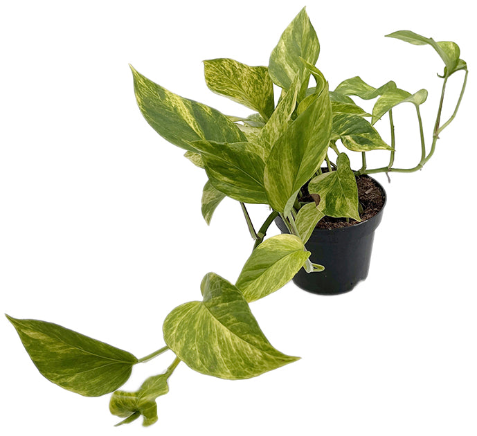 Epipremnum pinnatum "Hicolor" - leuchtende Efeutute