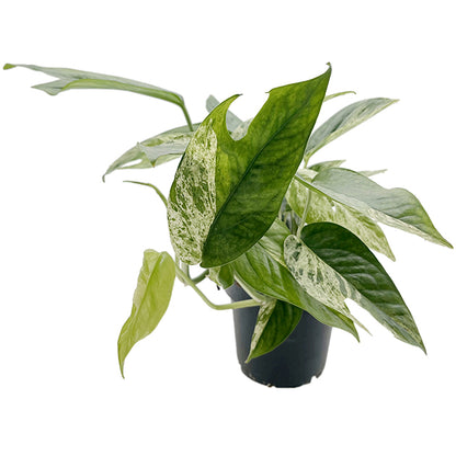 Epipremnum pinnatum "Marble King"  - panaschierte Efeutute