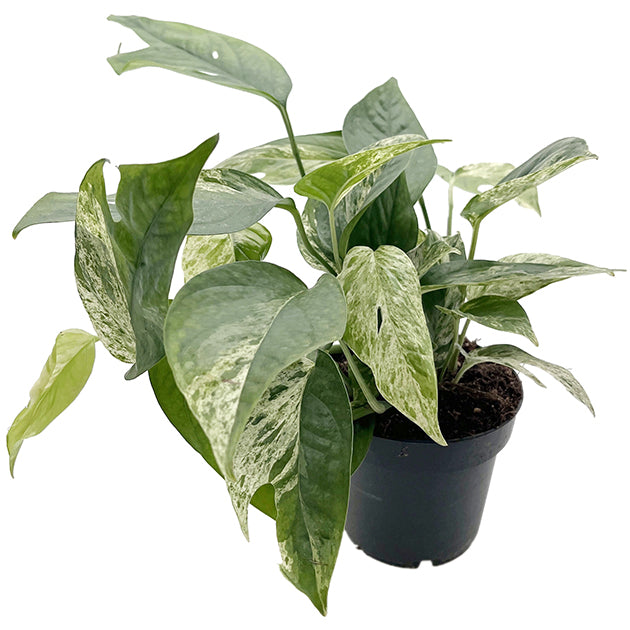 Epipremnum pinnatum "Marble King"  - panaschierte Efeutute