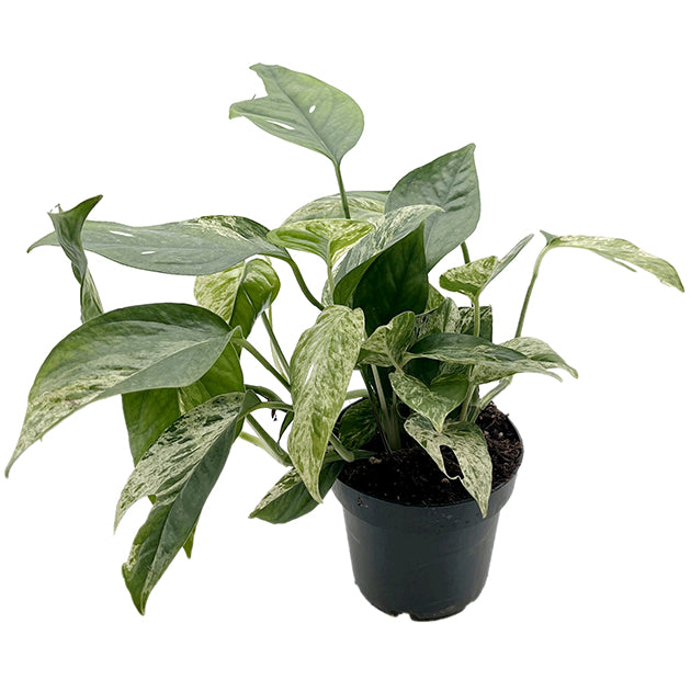 Epipremnum pinnatum "Marble King"  - panaschierte Efeutute