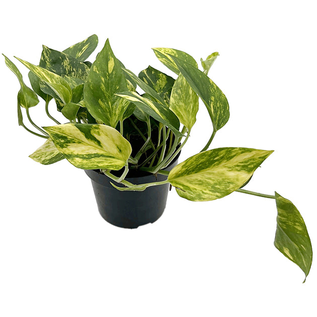 Epipremnum pinnatum "N-Joy Gold" - panaschierte Efeutute