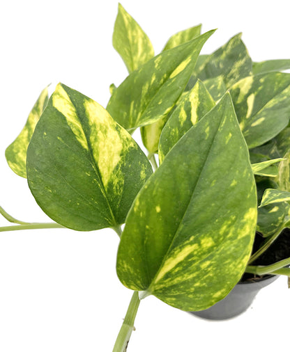 Epipremnum pinnatum "N-Joy Gold" - panaschierte Efeutute