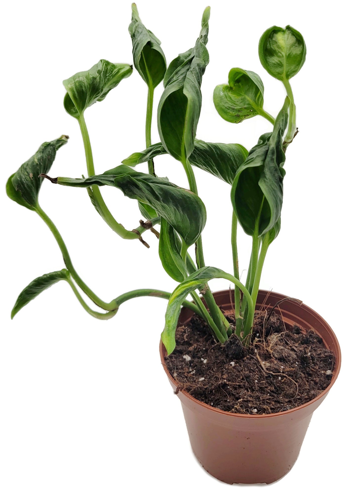 Epipremnum aureum ‘Shangri-La’ - sleeping Pothos