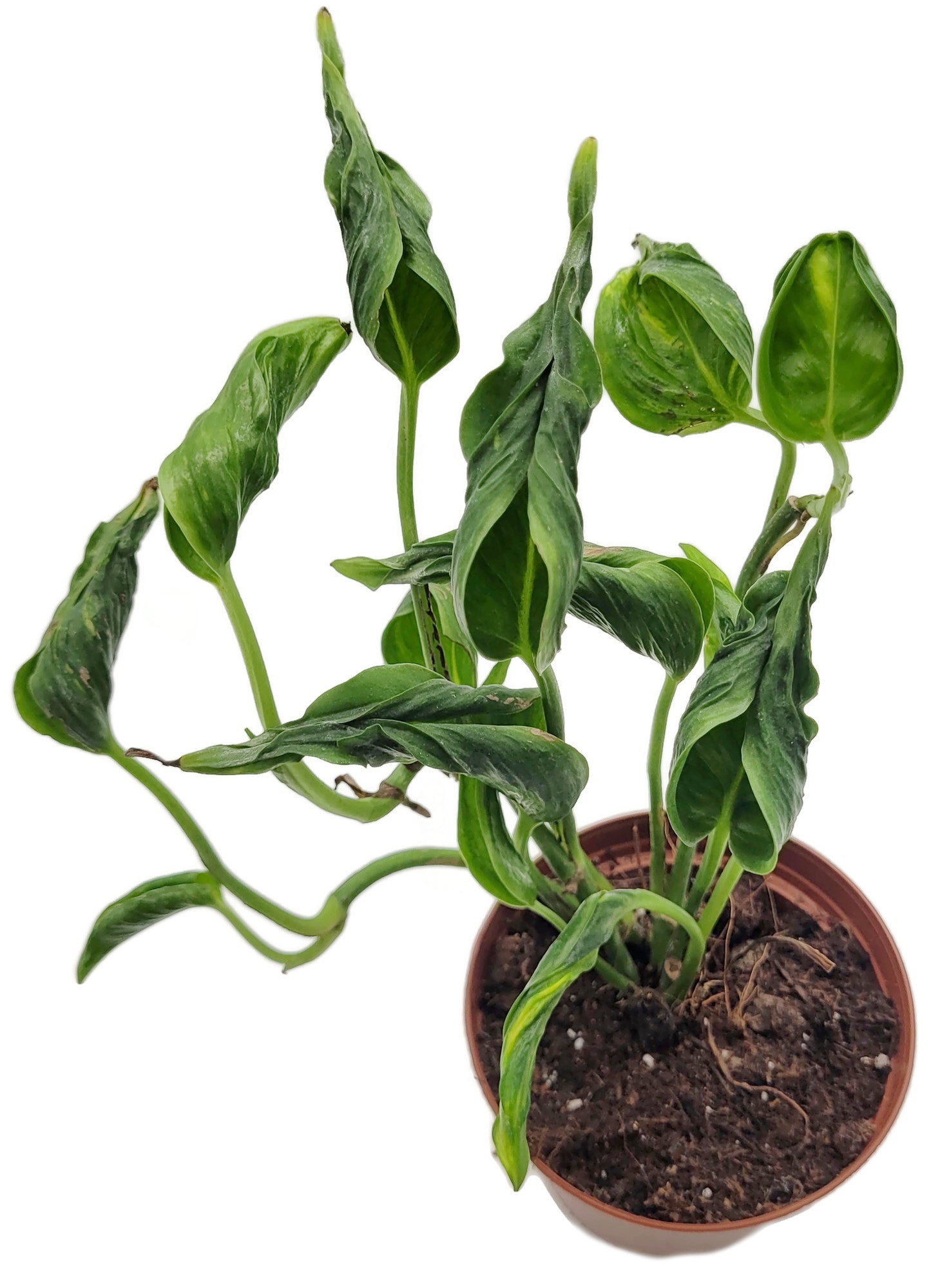 Epipremnum aureum ‘Shangri-La’ - sleeping Pothos