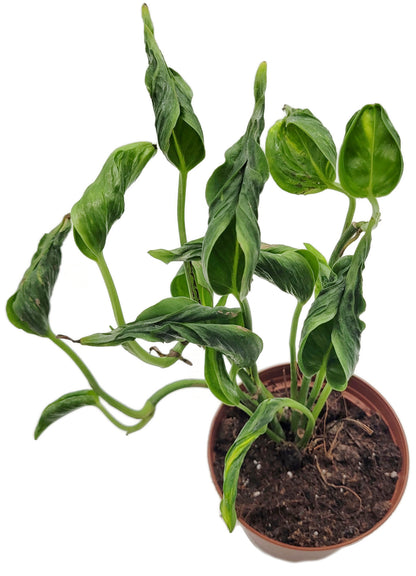Epipremnum aureum ‘Shangri-La’ - sleeping Pothos
