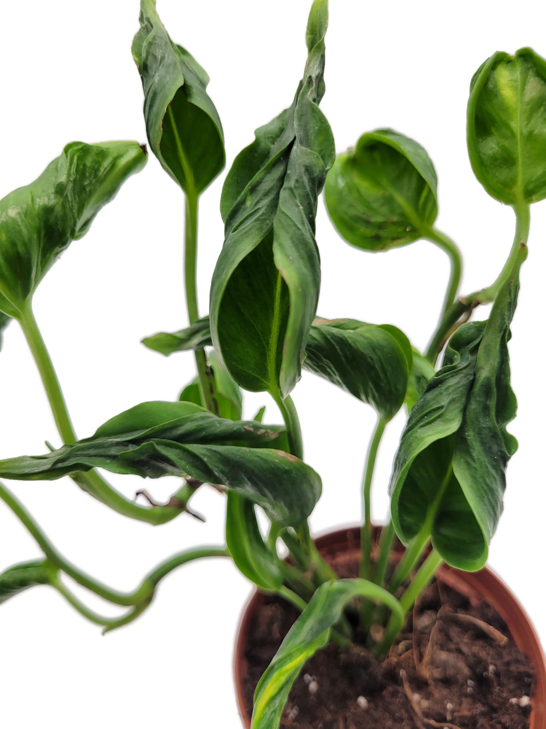 Epipremnum aureum ‘Shangri-La’ - sleeping Pothos