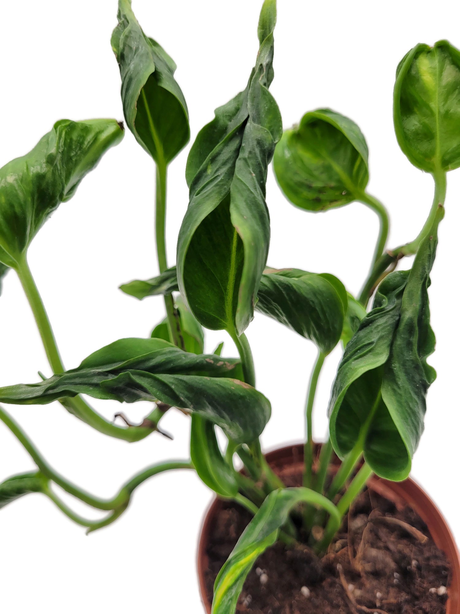 Epipremnum aureum ‘Shangri-La’ - sleeping Pothos
