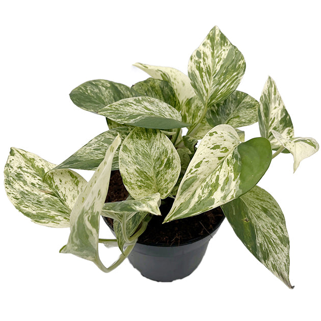 Epipremnum pinnatum "Snow Leopard" - panaschierte Efeutute