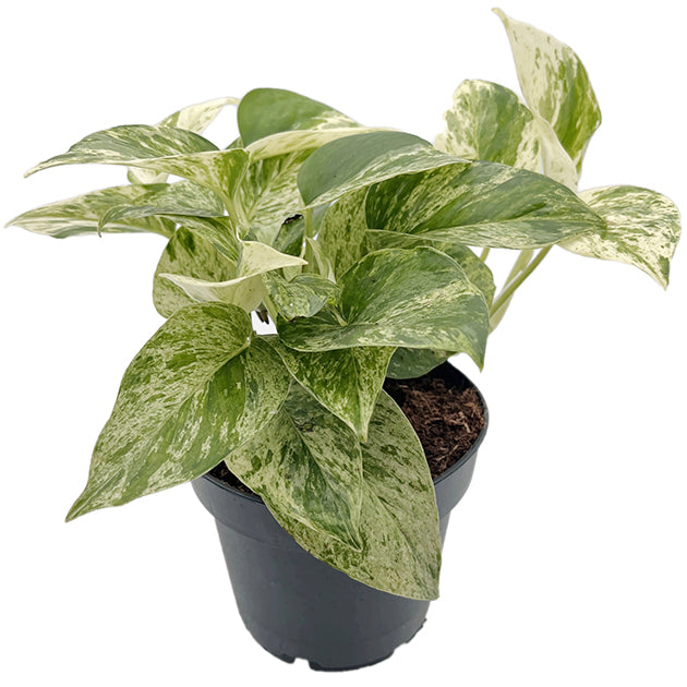 Epipremnum pinnatum "Snow Leopard" - panaschierte Efeutute