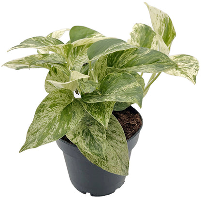 Epipremnum pinnatum "Snow Leopard" - panaschierte Efeutute