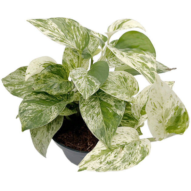Epipremnum pinnatum "Snow Leopard" - panaschierte Efeutute