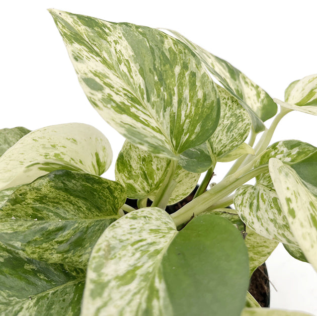 Epipremnum pinnatum "Snow Leopard" - panaschierte Efeutute