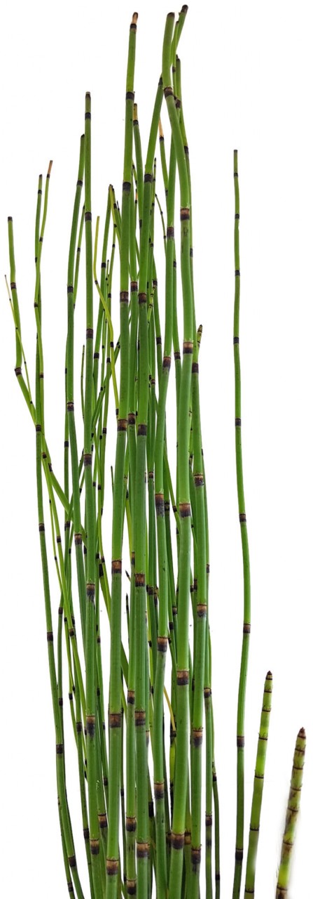 Equisetum japonica - japanischer Schachtelhalm