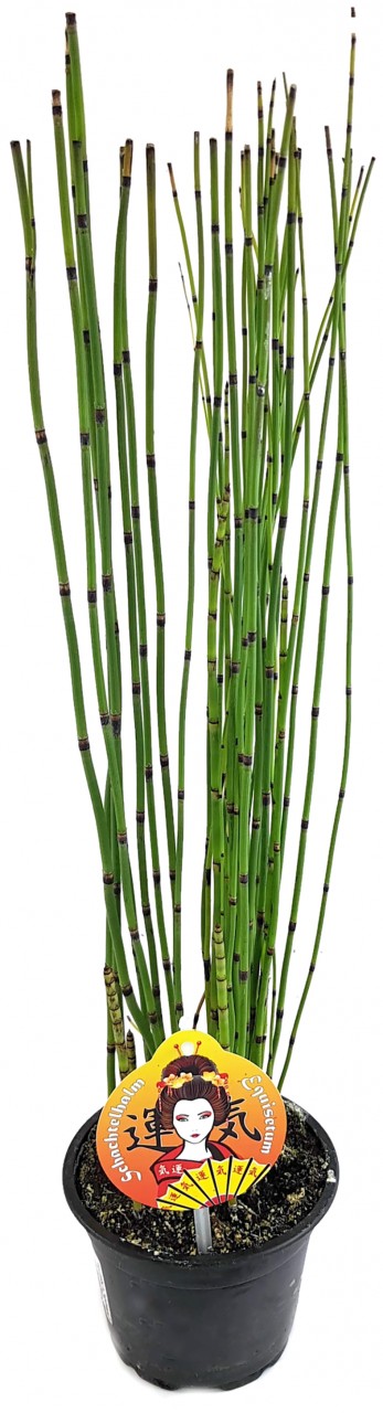 Equisetum japonica - japanischer Schachtelhalm