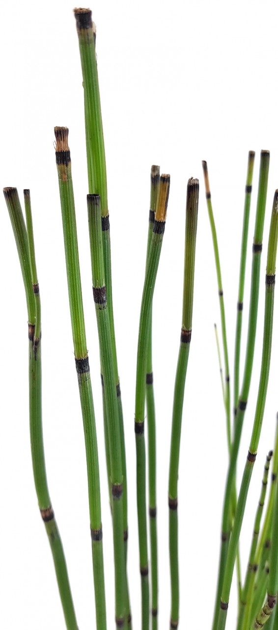 Equisetum japonica - japanischer Schachtelhalm