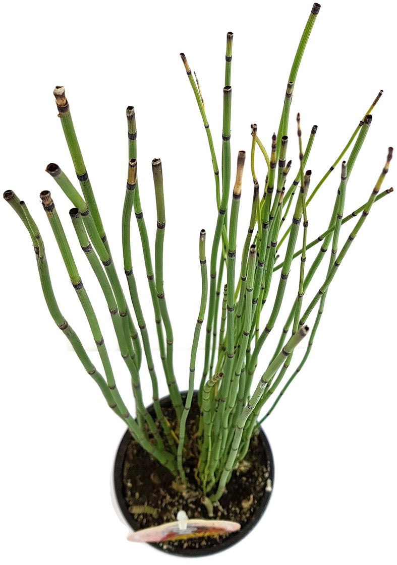 Equisetum japonica - japanischer Schachtelhalm