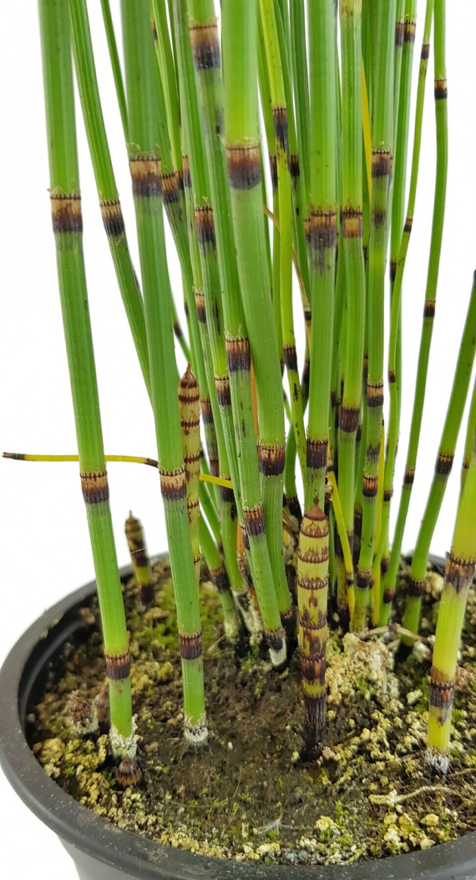 Equisetum japonica - japanischer Schachtelhalm