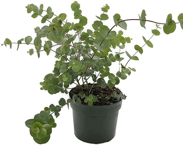 Eucalyptus gunnii – Fangblatt GmbH