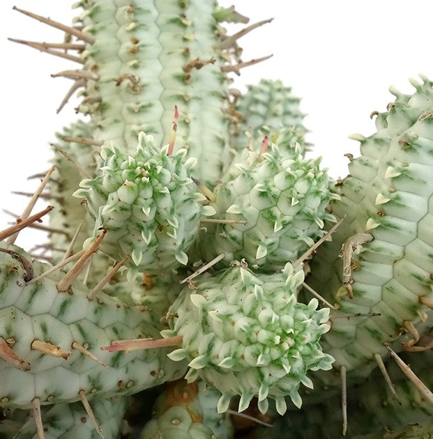 Euphorbia Mammillaris f. variegata - weiße Sukkulente