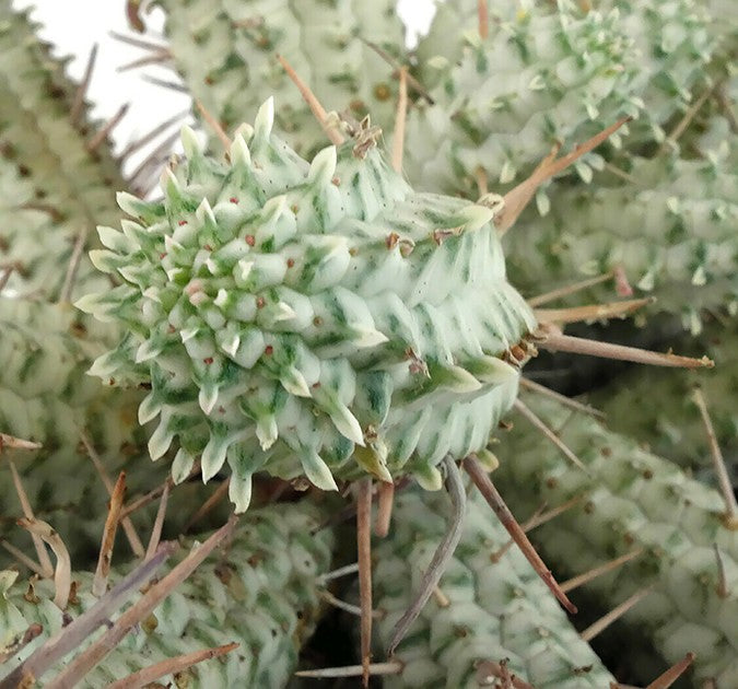 Euphorbia Mammillaris f. variegata - weiße Sukkulente