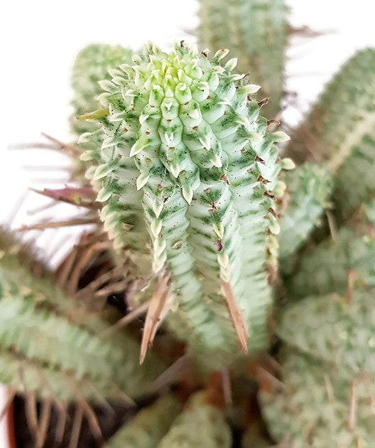 Euphorbia Mammillaris f. variegata - weiße Sukkulente