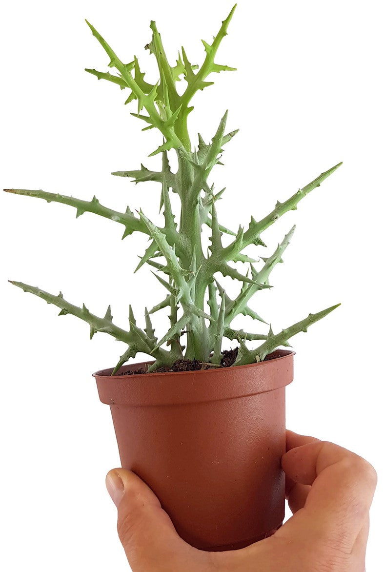 Euphorbia Stenoclada - Sukkulente