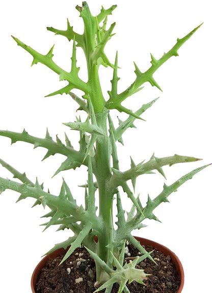 Euphorbia Stenoclada - Sukkulente