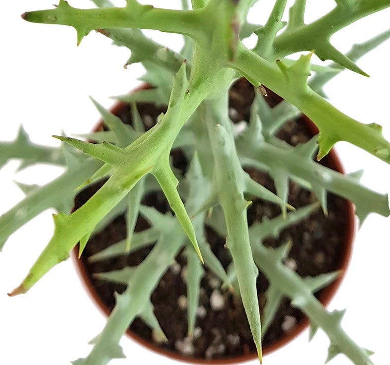 Euphorbia Stenoclada - Sukkulente