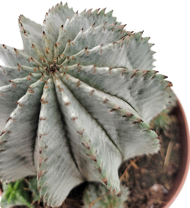 Euphorbia horrida alba - weiß-graue Sukkulente