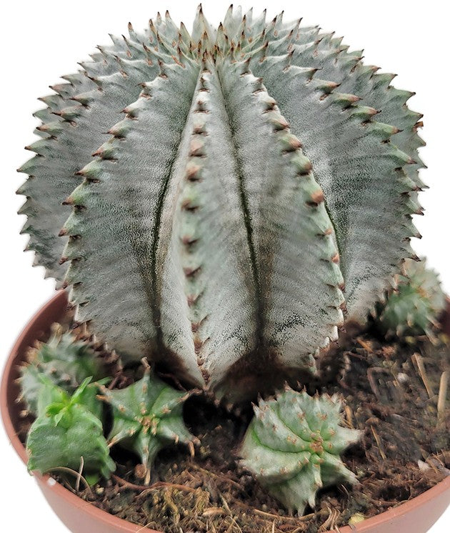 Euphorbia horrida alba - weiß-graue Sukkulente