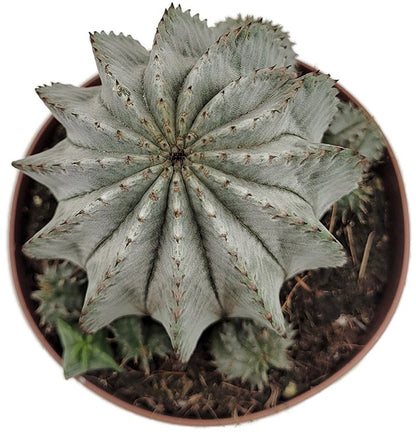 Euphorbia horrida alba - weiß-graue Sukkulente