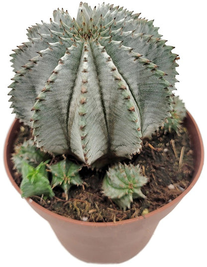 Euphorbia horrida alba - weiß-graue Sukkulente