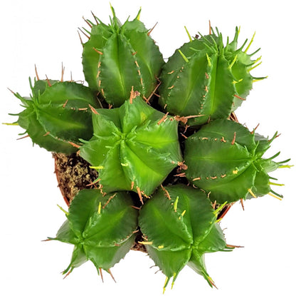 Euphorbia meloformis - melonenförmige Wolfsmilch