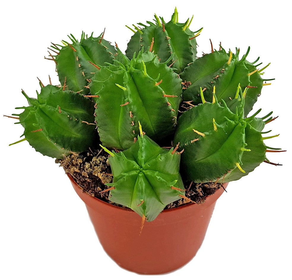 Euphorbia meloformis - melonenförmige Wolfsmilch