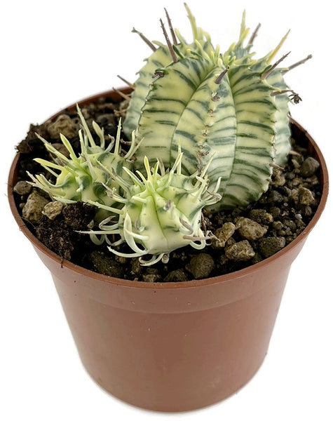 Euphorbia meloformis variegata