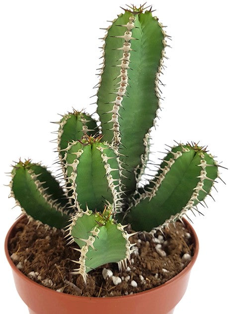 Euphorbia polyacantha - Fischgräten-Distel