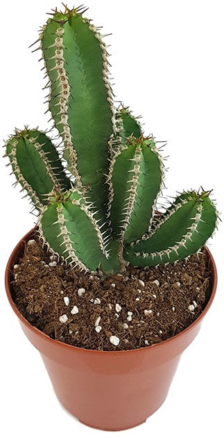 Euphorbia polyacantha - Fischgräten-Distel