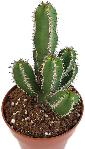 Euphorbia polyacantha - Fischgräten-Distel