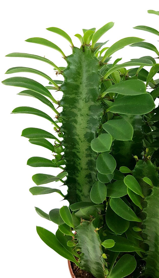 Euphorbia trigona Green - grüne dreikantige Wolfsmilch