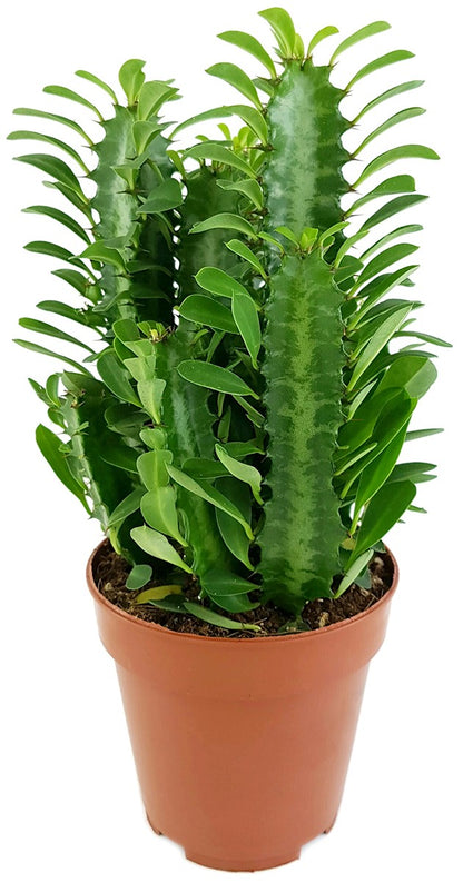 Euphorbia trigona Green - grüne dreikantige Wolfsmilch