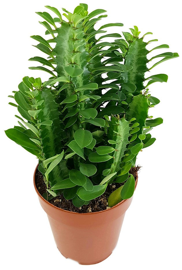 Euphorbia trigona Green - grüne dreikantige Wolfsmilch