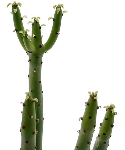 Euphorbia Alluaudii - exotische Sukkulente