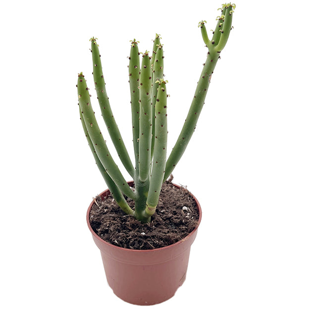 Euphorbia Alluaudii - exotische Sukkulente