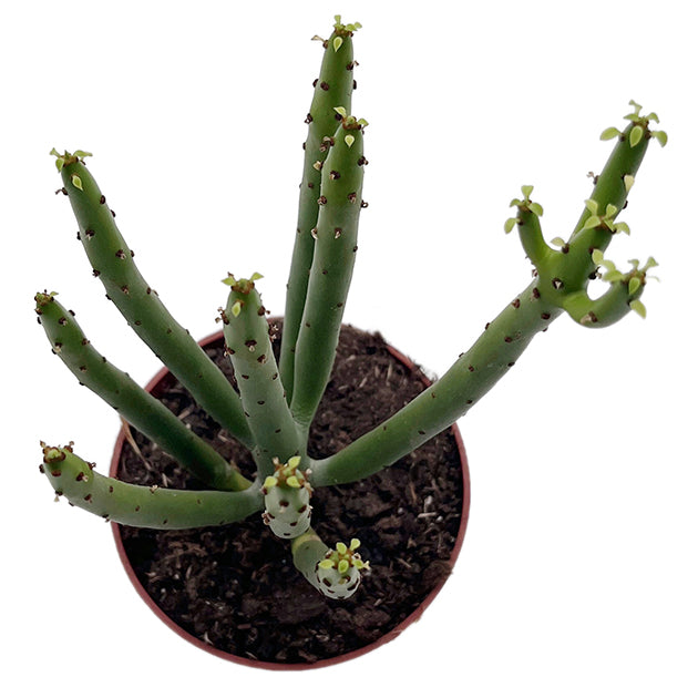 Euphorbia Alluaudii - exotische Sukkulente